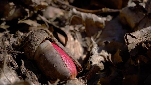 Beginning of Pedunculate Oak germination from acorn in forest (Quercus Robur) - (4K)