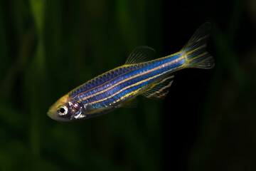 Zebrafish, Danio rerio, tropical fish  in planted pond