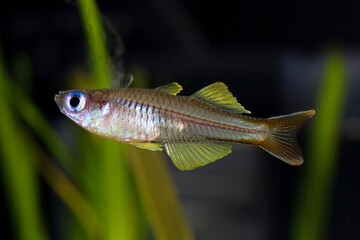 Forktail blue-eye, Pseudomugil furcatus