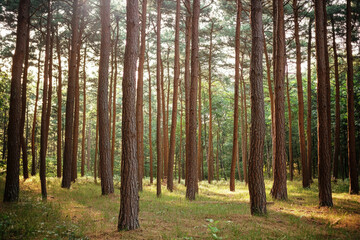 Fototapeta premium 木, 葉っぱ, 森, 自然, 光, 木漏れ日, イメージ, 抽象, 動き, 並木, 並木道, 道, tree, leaf, forest, nature, light, sunlight through trees, image, abstract, movement, tree-lined, path