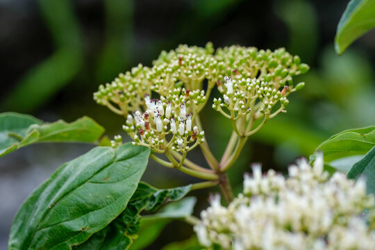 White inflorescence of viburnum