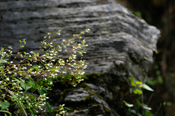 Boenninghausenia of white Himalayan Rue