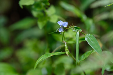 A light blue Commelina flower