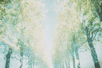 木, 葉っぱ, 森, 自然, 光, 木漏れ日, イメージ, 抽象, 動き, 並木, 並木道, 道, tree, leaf, forest, nature, light, sunlight through trees, image, abstract, movement, tree-lined, path