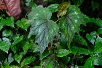 Begonia leaves