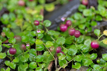Purple flowers and fruits of oundleaf star creeper