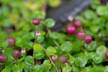 Purple flowers and fruits of oundleaf star creeper