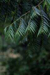 Green leaves of Trema nitida