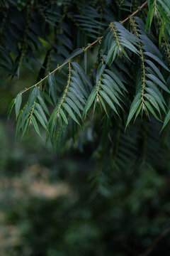 Green leaves of Trema nitida