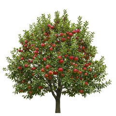 A variety of trees photographed in high detail, isolated on a transparent background (PNG). Ideal for advertising, nature themes or environmental projects. High quality, realistic image.