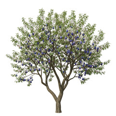 A variety of trees photographed in high detail, isolated on a transparent background (PNG). Ideal for advertising, nature themes or environmental projects. High quality, realistic image.