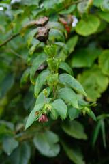 Flowers and fruits of Devil's Cotton