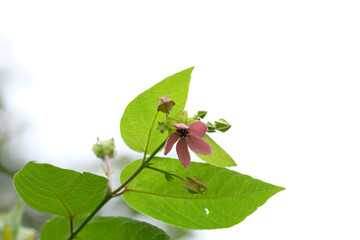 Pink flowers of the Devil's Cotton