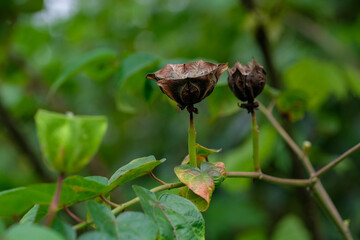 Close-up of the ripe, cracked fruit of the Devil's Cotton