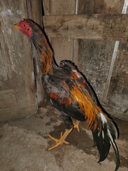 rooster in the farm