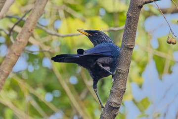 Blue Whistling Thrush,  (Myophonus caeruleus), on a branch, Jim Corbett National Park, Uttarakhand, India.