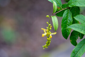 Yellow flowers and green leaves of Polygala fallax
