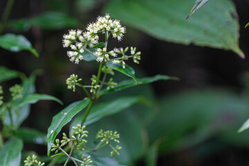 Inflorescence of white starviolet