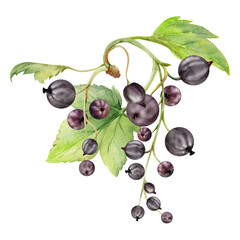 Currant gooseberry cluster bunch raceme with leaves, ripe garden berry casseille jostaberry juneberry, watercolor hand drawn. Isolated botanical illustration. Seasonal menu, herbal remedy craft teas