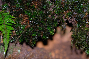 Wild wet moss and fern habitat