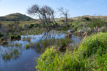 Landscape in a dune nature reserve with a lake