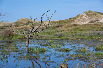 A tree stands in the water in nature