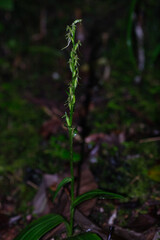 Wild green butterfly orchid