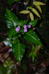 Purple smartweed flowers in the wild