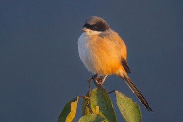 Long-tailed Shrike or Rufous-backed shrike (Lanius schach) perched on a plant in early morning light at the Jim Corbett National Park, Uttarakhand, India.