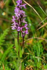 The purple-red Ponerorchis chusua in the wild