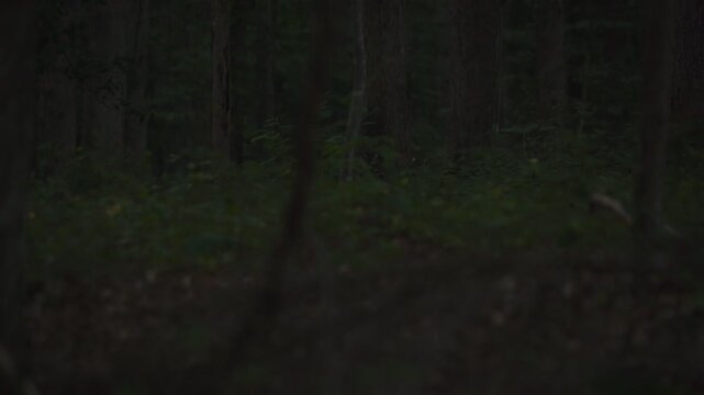 Beautiful, bright fireflies, also knowns as lightning bugs, light up the deep woods on a summer evening.