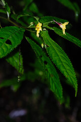 Yellow jewelweed flowers in the wild