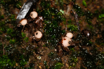 The pink and white fruit of the Monotropastrum in the wild