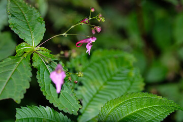 Purple Impatiens