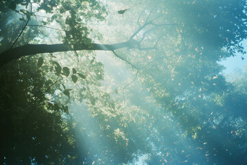 木, 葉っぱ, 森, 自然, 光, 木漏れ日, イメージ, 抽象, 動き, tree, leaf, forest, nature, light, sunlight filtering through the trees, image, abstract, movement