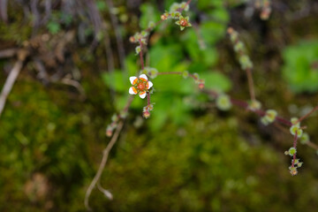 A small flower of saxifrage