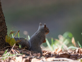 可愛いニホンリス