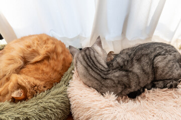 窓辺でくつろぐ二匹の猫