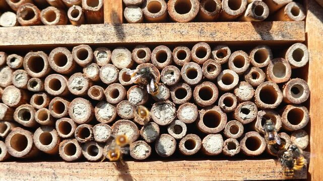 Wild bees Osmia Cornuta Mason Bees are flying in front of a diy made insect hotel of wood.