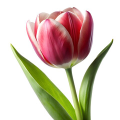 Naklejka premium pink tulip isolated on transparent background