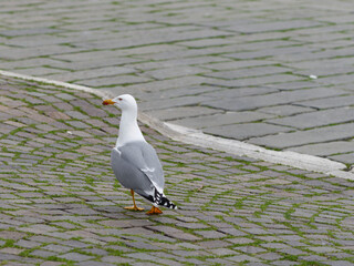 majestic seagull on the seafront of la spezia