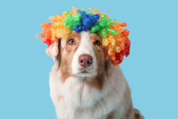 Cute Australian Shepherd dog in clown wig on blue background. April Fools day celebration