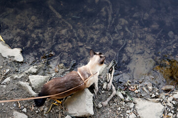 Siamese cat wearing a harness and leash sits on a rocky riverbank, watching the water