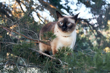 Fototapeta premium Siamese cat with blue eyes perches on a tree branch, surrounded by green foliage.
