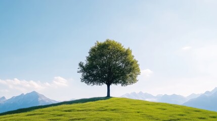 Obraz premium Solitary tree atop a grassy hill, serene mountain backdrop