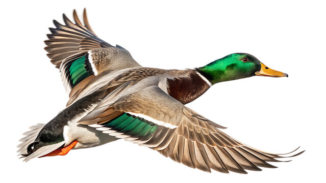 male mallard duck drake in flight isolated on white background PNG
