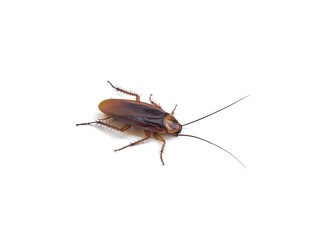 cockroach isolated on white background