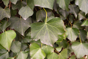 Lierre, Hedera helix