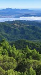 Fototapeta premium Mountaintop Vista: Lush Forest for Misty Valley.