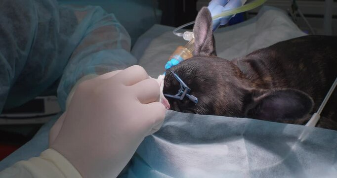Surgical correction of third eyelid gland prolapse also known as cherry eye is performed by a veterinary surgeon on an anesthetized French Bulldog Ophthalmologic surgery to remove the third eyelid.